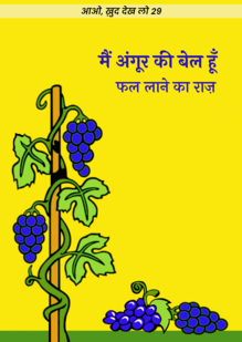 मैं अंगूर की बेल हूँ. फल लाने का राज़